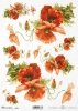 mak, maki, makowe, kwiat, łąka, ogród, lato, R958, poppy, flower, meadow, garden, summer, Mohn, Mohnblume, Blume, Wiese, Garten, Sommer, amapola, flor, prado, jardín, verano 